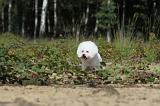 BICHON FRISE 368